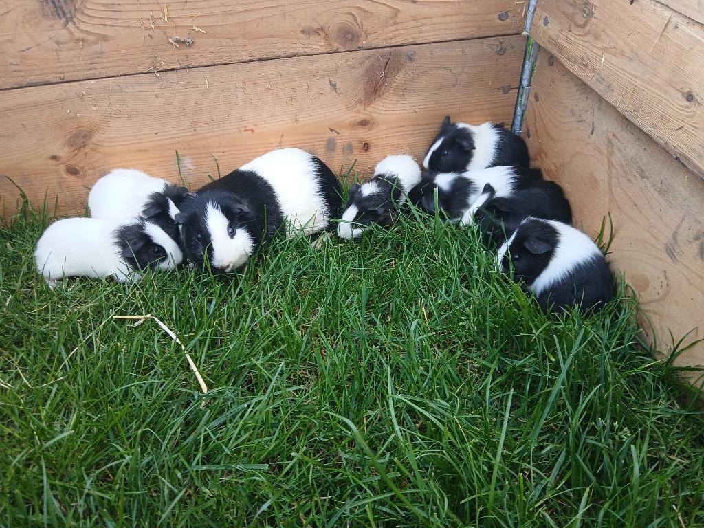 Cavia's te koop, allemaal beertjes, April, Mannelijk, Cavia