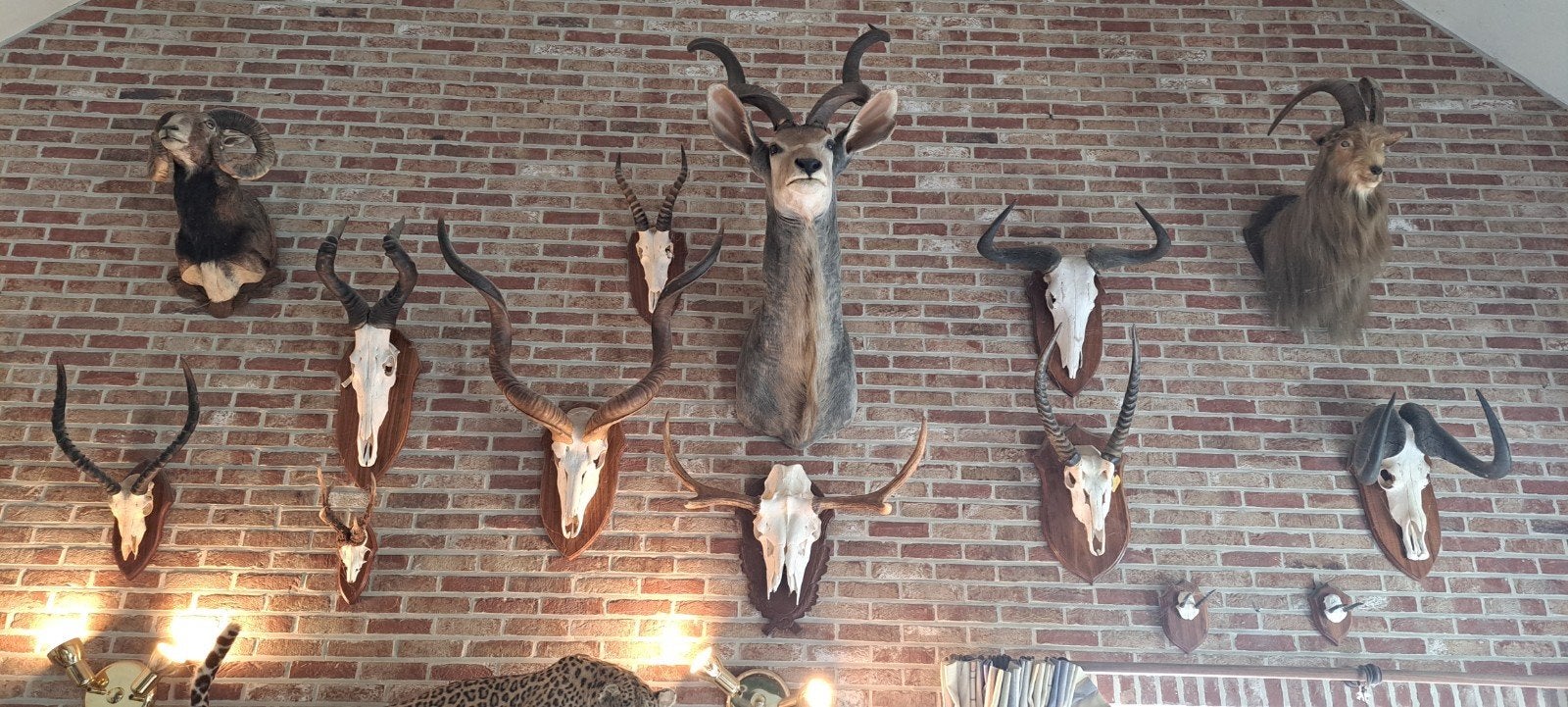 jachttrofeeën te koop, Verzamelen, Ophalen, Zo goed als nieuw, Wild dier, Gewei of Kop