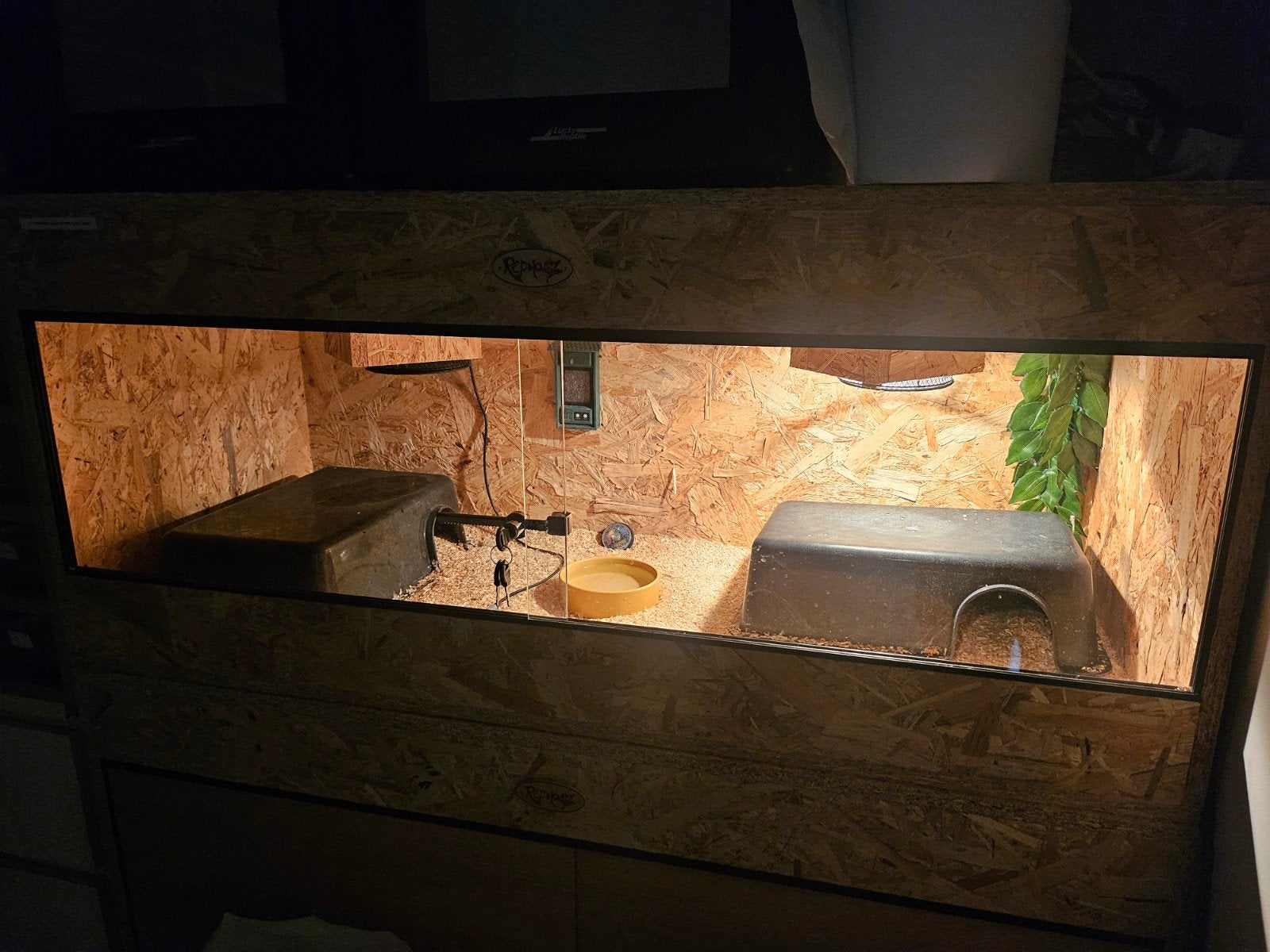 Le terrarium urgent doit être abandonné, Animaux & Accessoires, Enlèvement, Comme neuf, Terrarium ou Paludarium