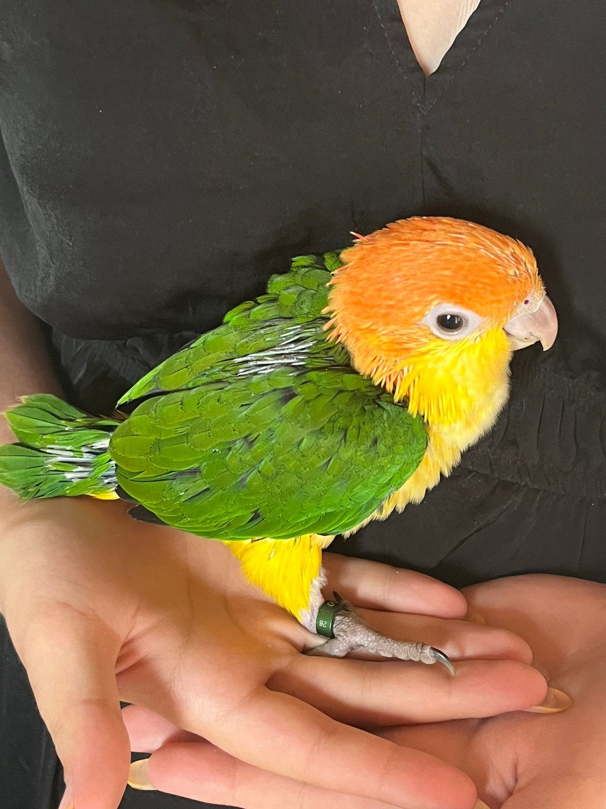 EAM Pure Orange-hoofdtelefoon, Parkiet, Geringd