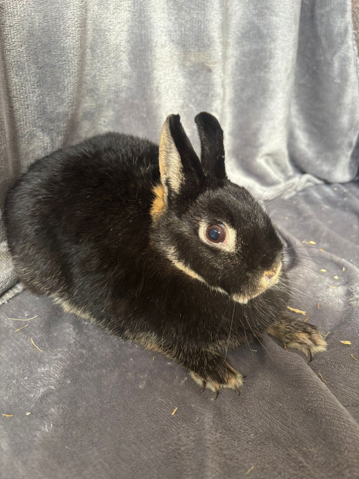 Konijnen, Dieren en Toebehoren, Konijnen, Meerdere dieren, Middelgroot, 0 tot 2 jaar