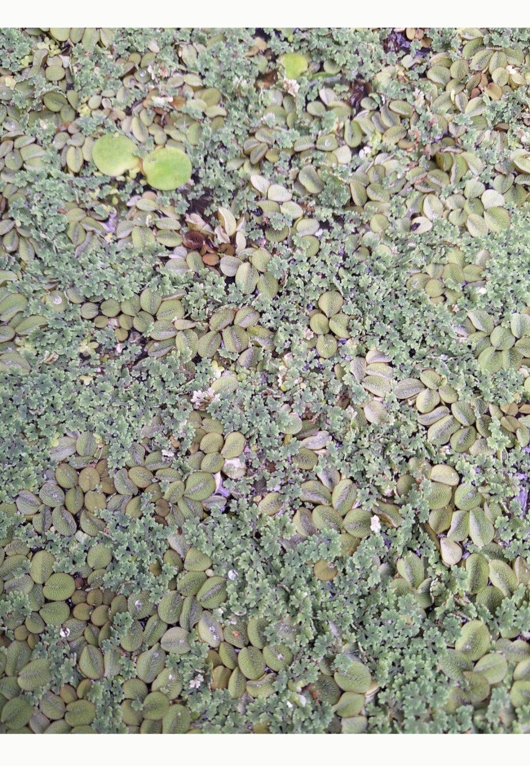 drijfplanten
