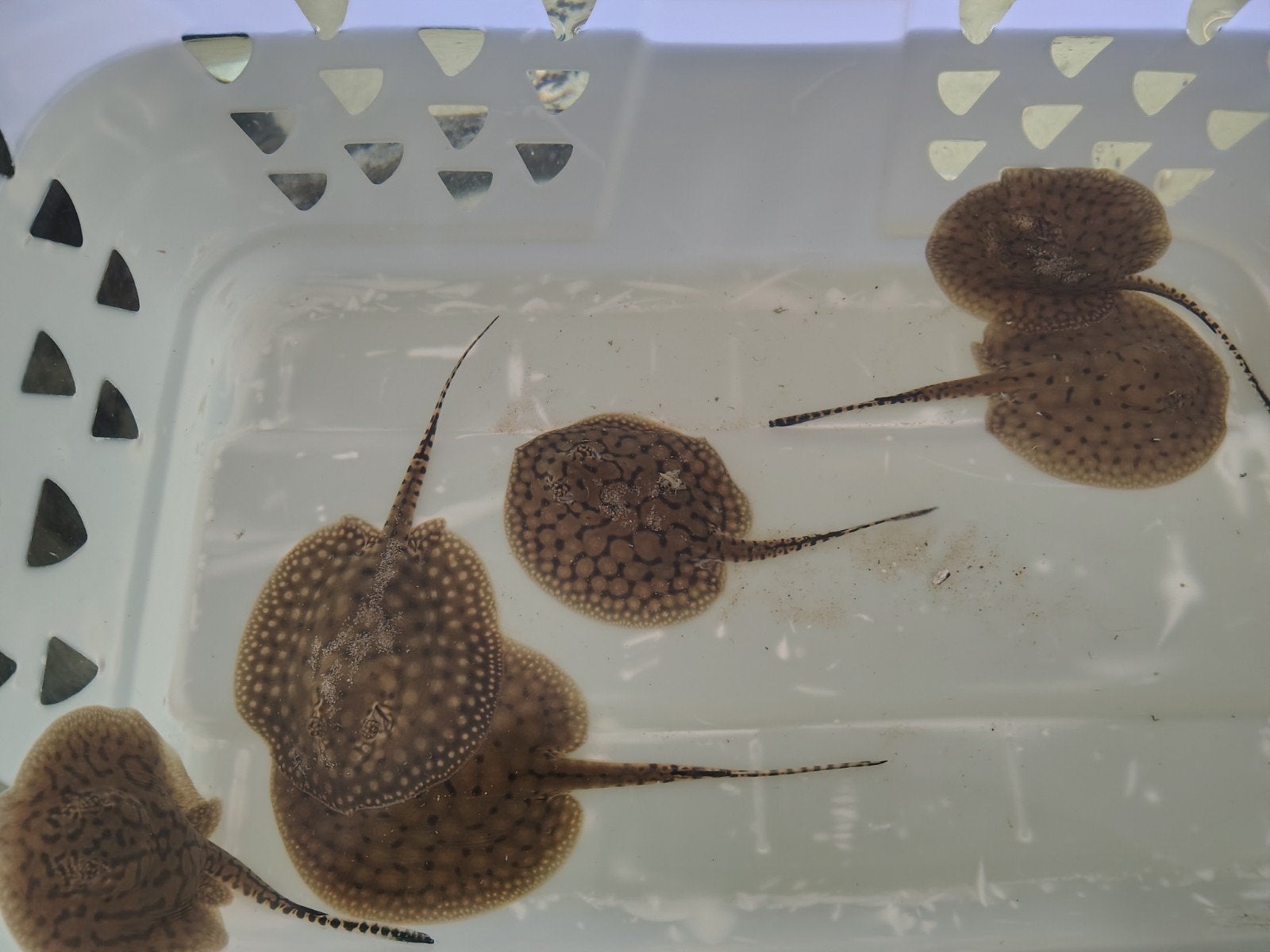 Potamotrygon scobina x orbignyi, Animaux & Accessoires