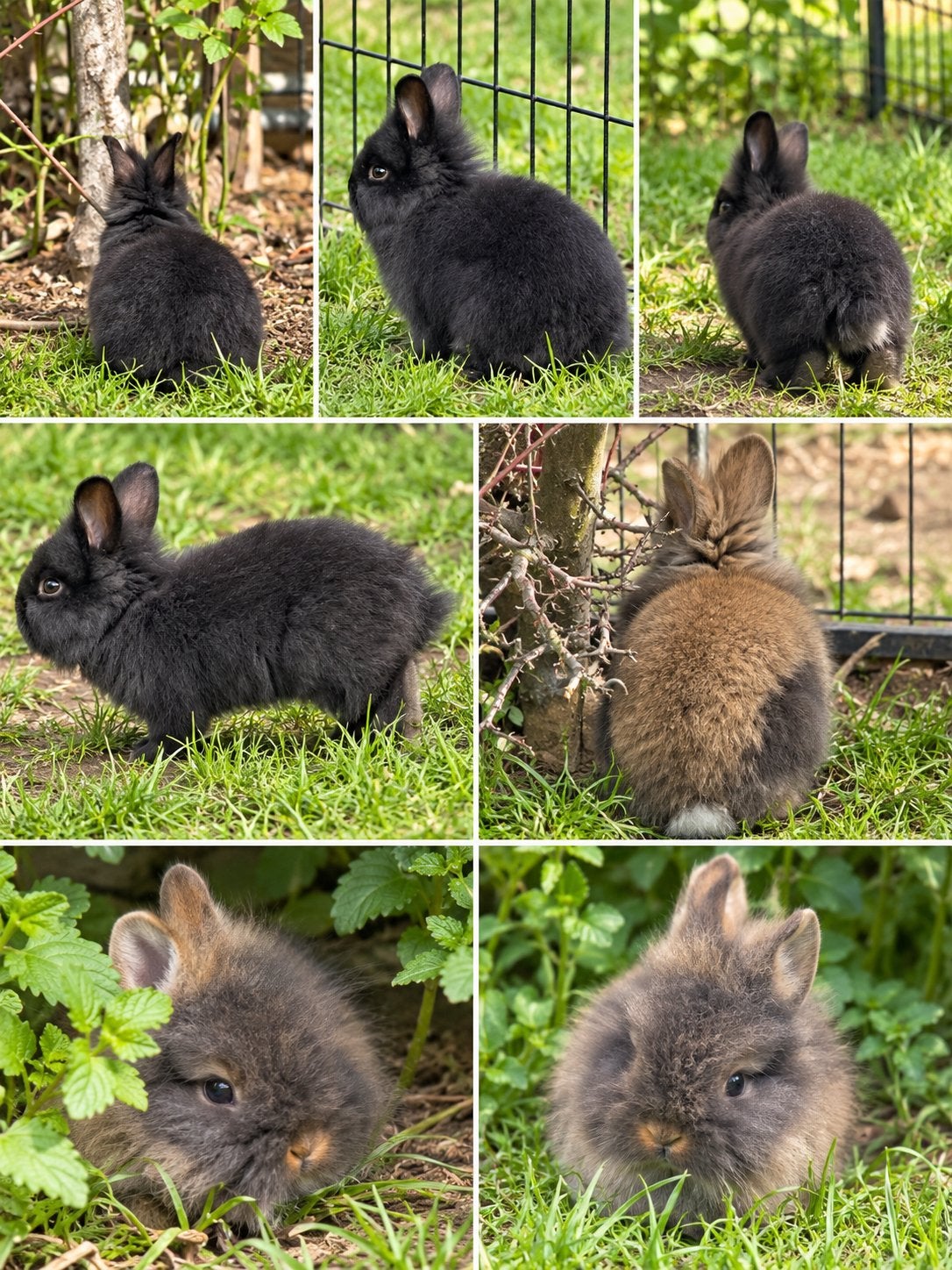 LIEVE KONIJNTJES TE KOOP, Dieren en Toebehoren, Mannelijk, 0 tot 2 jaar