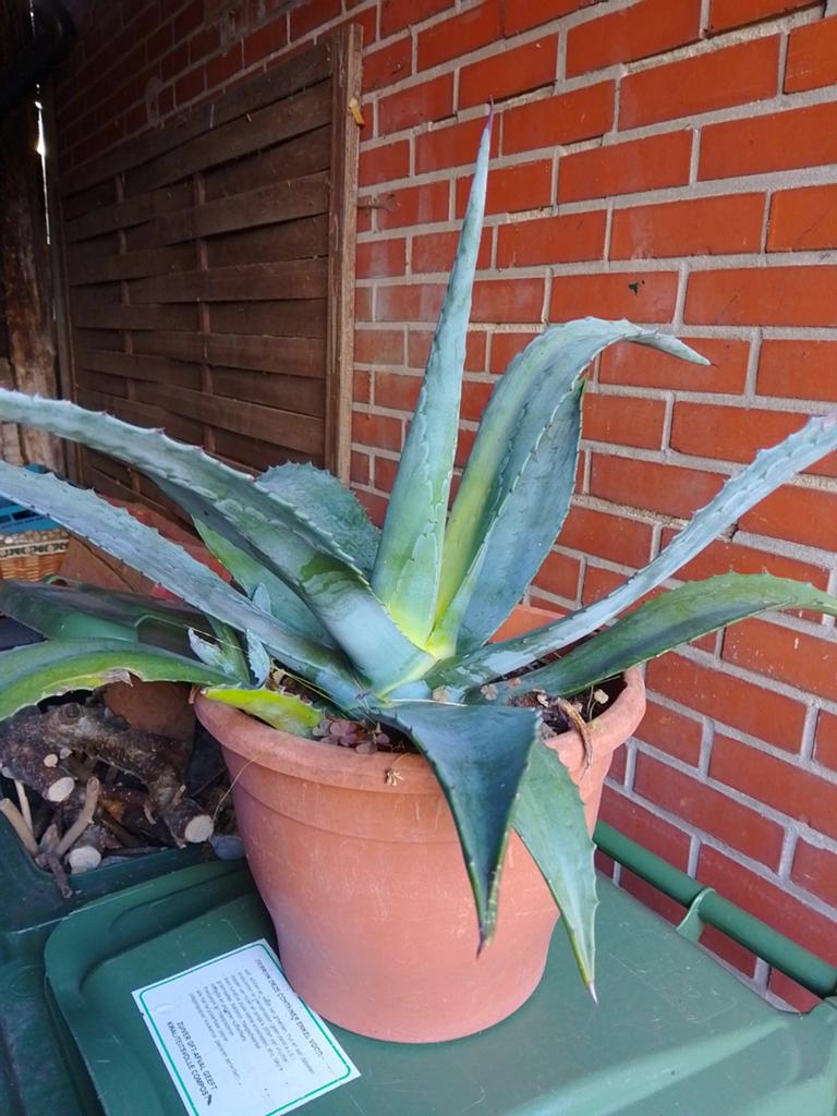 Agave Americana plant, Ophalen