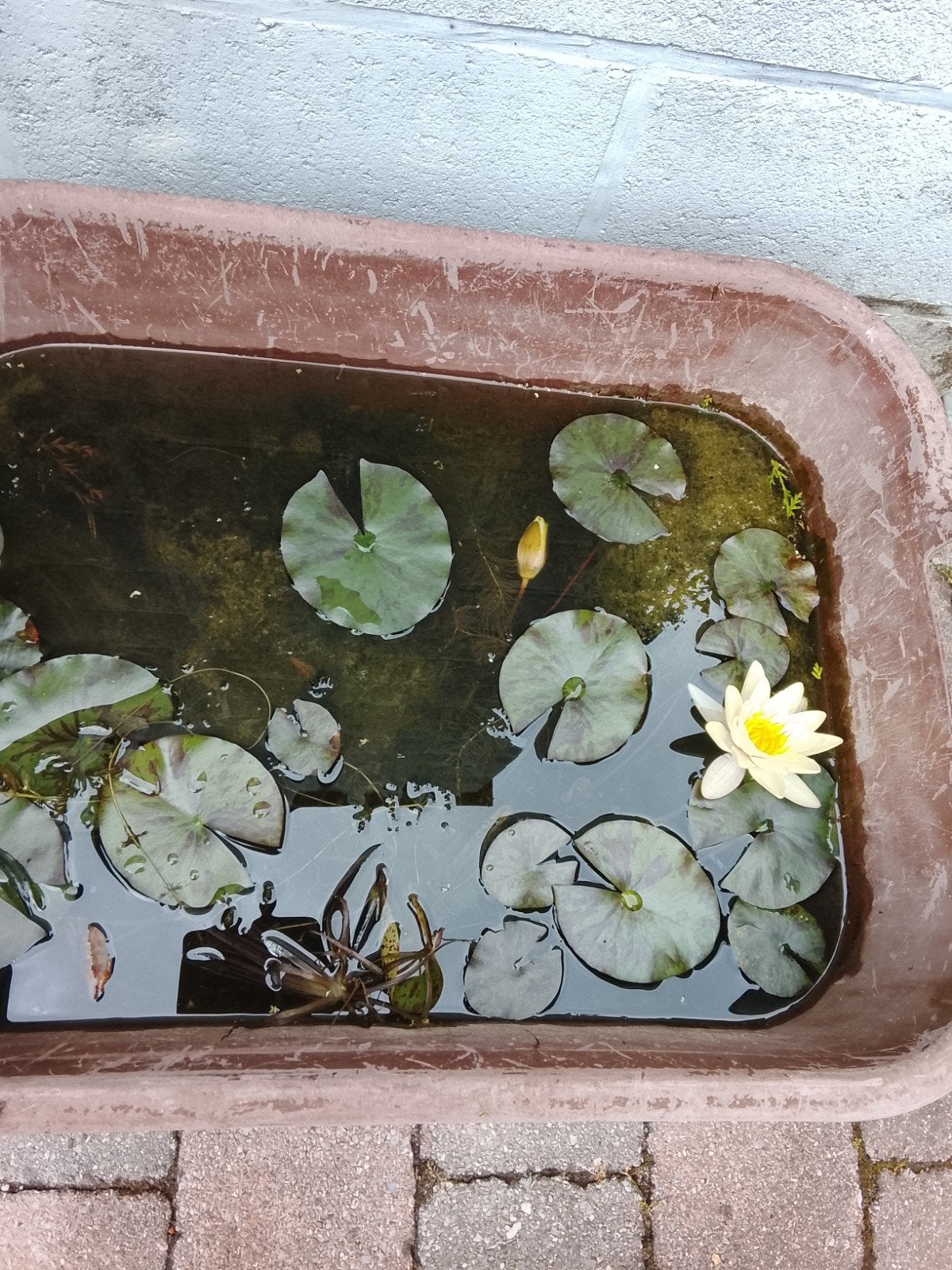 Gele waterlelie, Ophalen