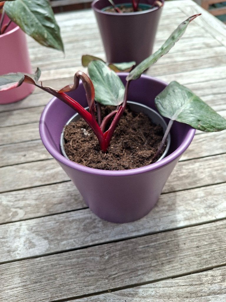 Philodendron pink Princess met cache pot, Maison & Meubles, Enlèvement, En pot