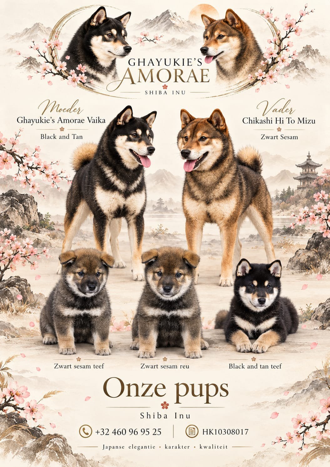 Shiba inu pups - 10 weken - stamboom - gezondheidstesten, Dieren en Toebehoren, België, Fokker | Hobbymatig, Overige rassen, Meerdere