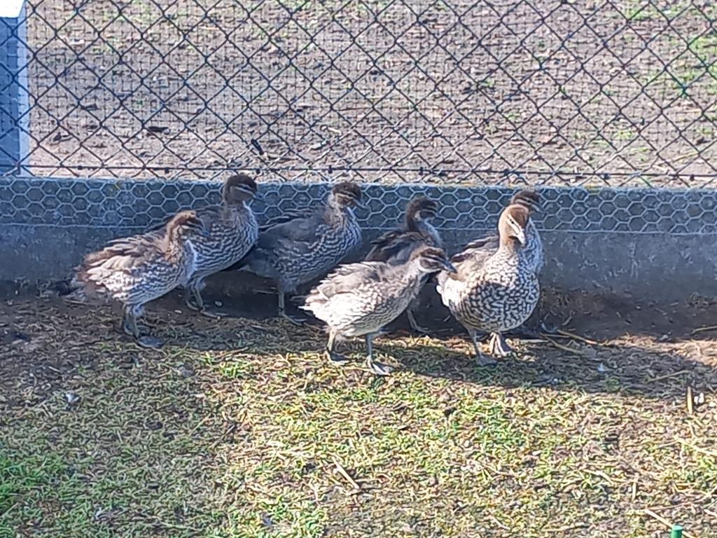 Manengans, Sexe inconnu, Canard