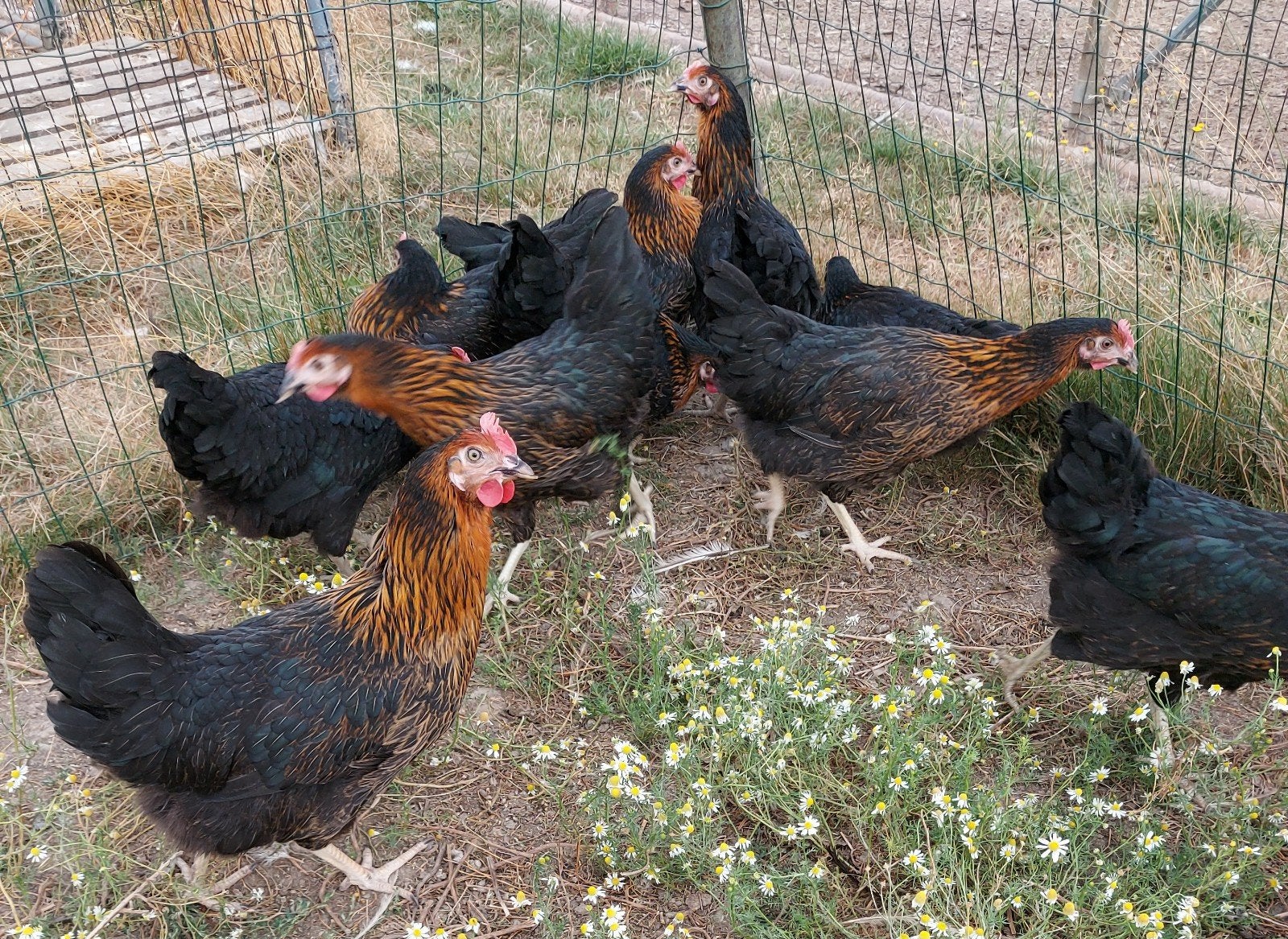 legkippen harco, Dieren en Toebehoren, Kip