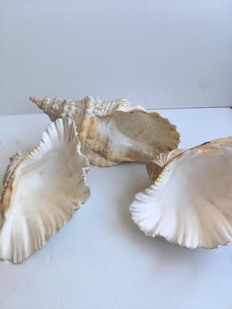 Lot de 3 magnifiques grands coquillages (corne de Triton 28, Enlèvement ou Envoi