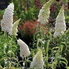 Buddleya White Profusion aan opruimprijs, Tuin en Terras, Planten | Tuinplanten, Ophalen