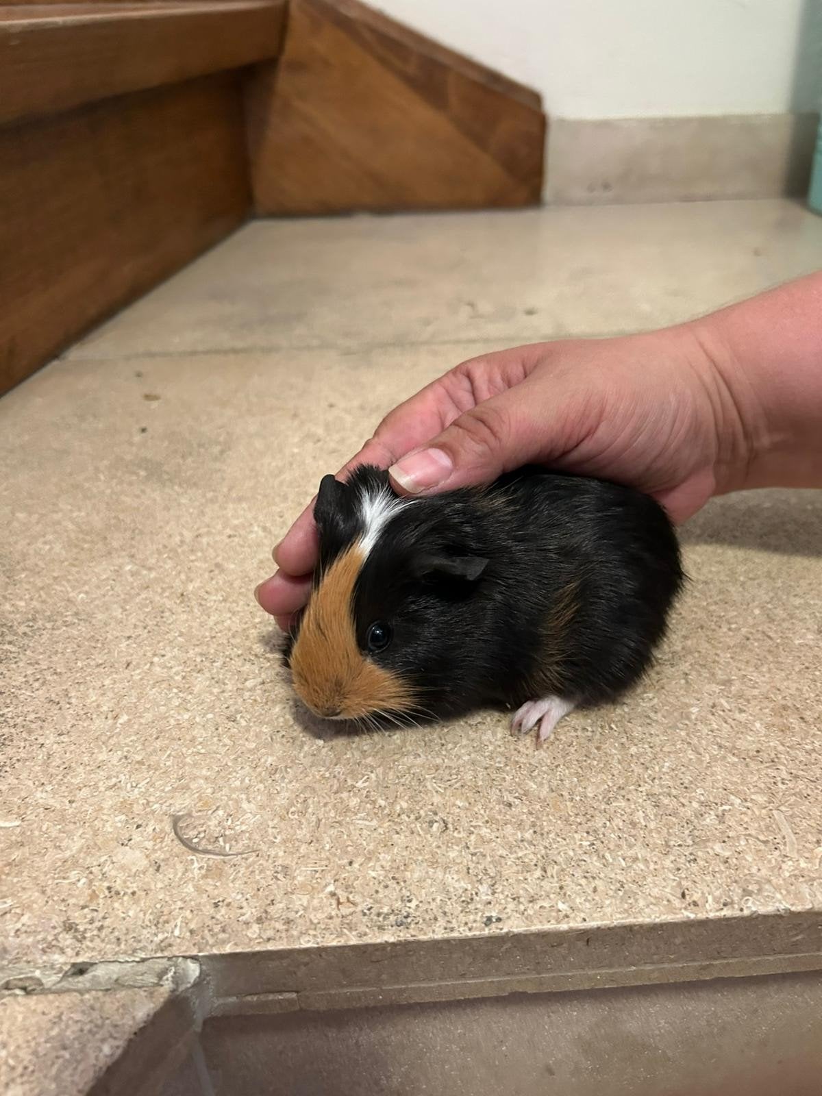 Beertje geboren 11/05/2026, Dieren en Toebehoren, Cavia, Mannelijk, Mei, Tam