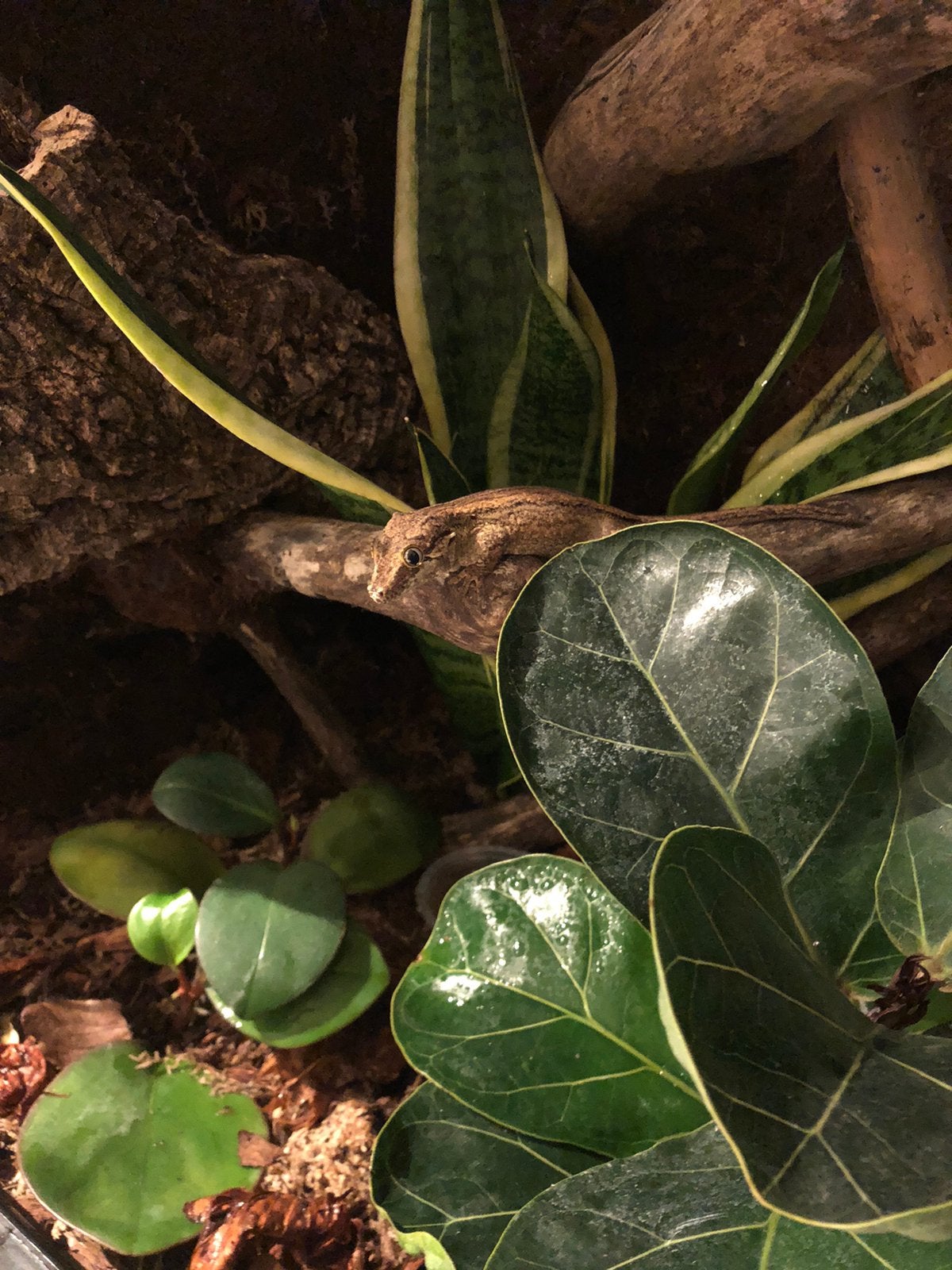 Gargoyle gekko Rhacodactylus auriculatus, alle benodigdheden, Dieren en Toebehoren, Hagedis, Met terrarium, 0 tot 2 jaar