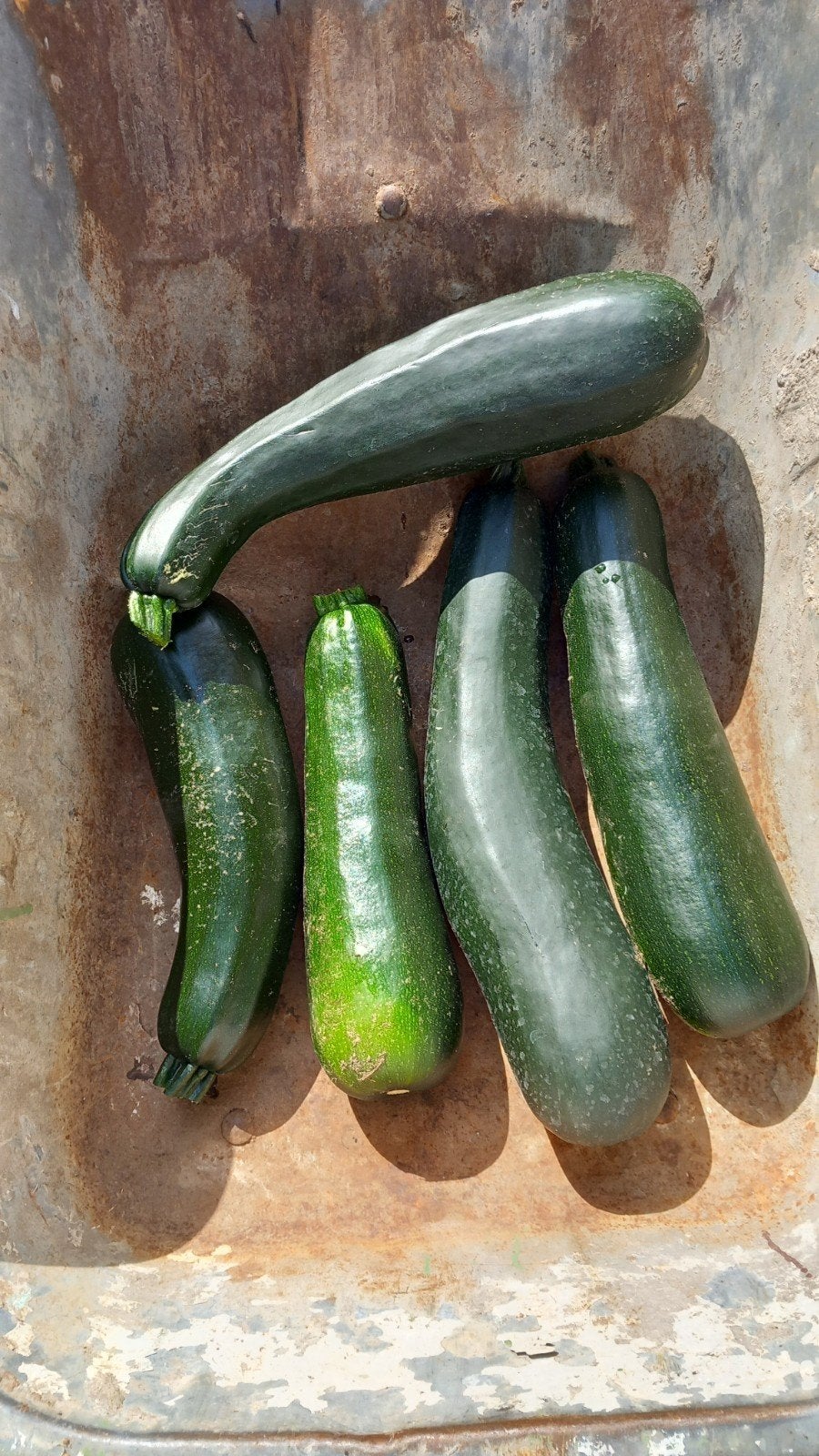 Courgettes, Zakelijke goederen, Landbouw | Aardappelen, Groenten, Fruit en Vlees, Ophalen