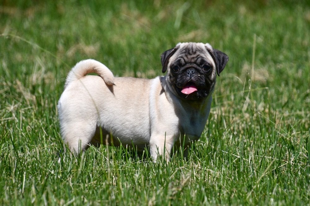 Mopshond pups te koop, Dieren en Toebehoren, Honden | Bulldogs, Pinschers en Molossers, 15 weken tot 1 jaar, Overige rassen, Buitenland