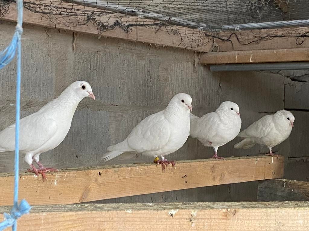 Witte duiven