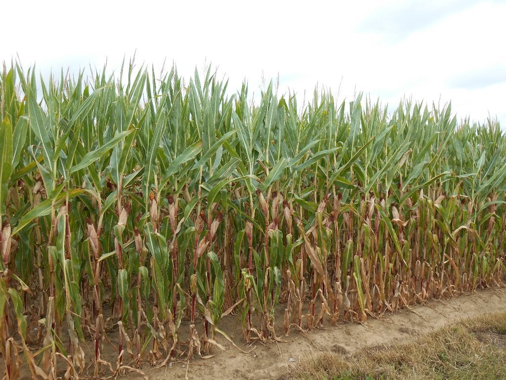 HAKSELMAIS, Zakelijke goederen, Landbouw | Veevoer, Ophalen