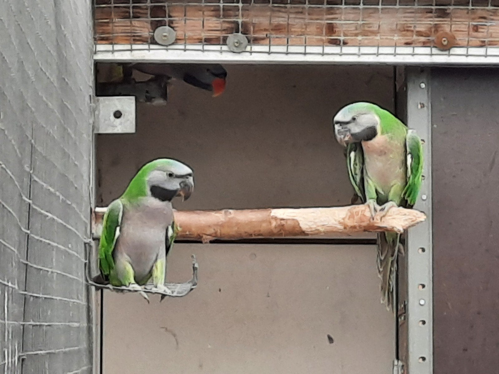 Derbyan, Meerdere dieren, Parkiet, Geringd