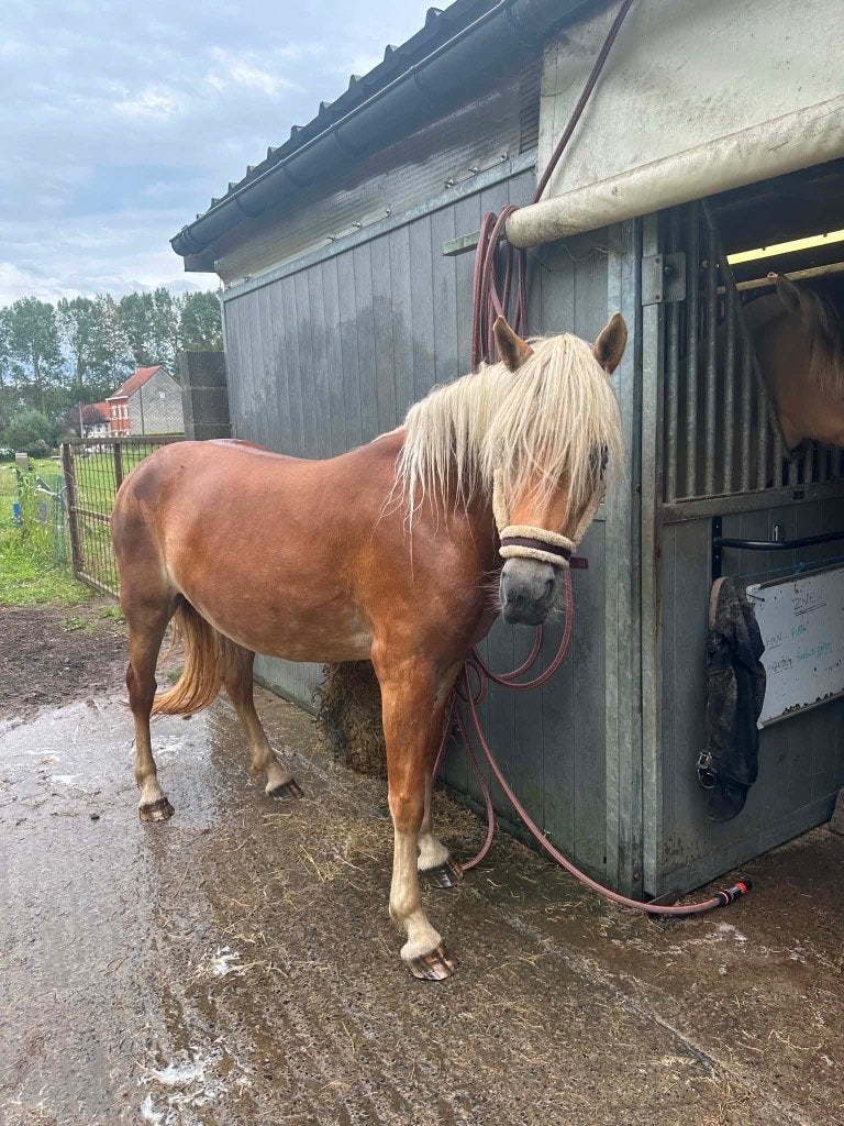 Jument haflinger - 4 ans, Avec pedigree, Moins de 160 cm, L, Jument