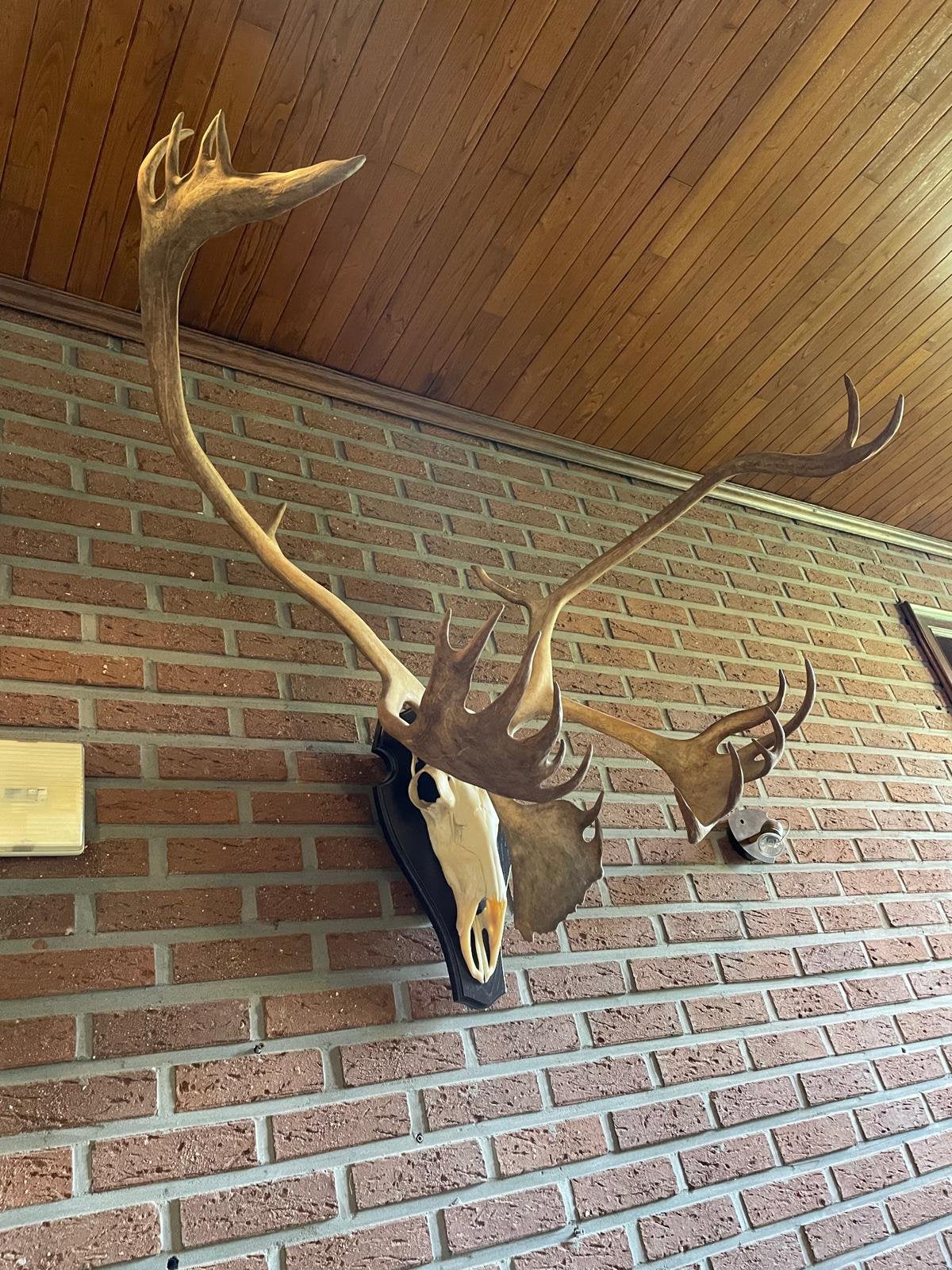 D'impressionnants bois de caribou d'Alaska — 120 x 95 cm, Enlèvement, Comme neuf, Cerf, Bois ou Tête