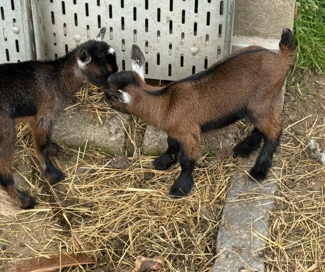 Bruinschimmel bokje te koop, Dieren en Toebehoren
