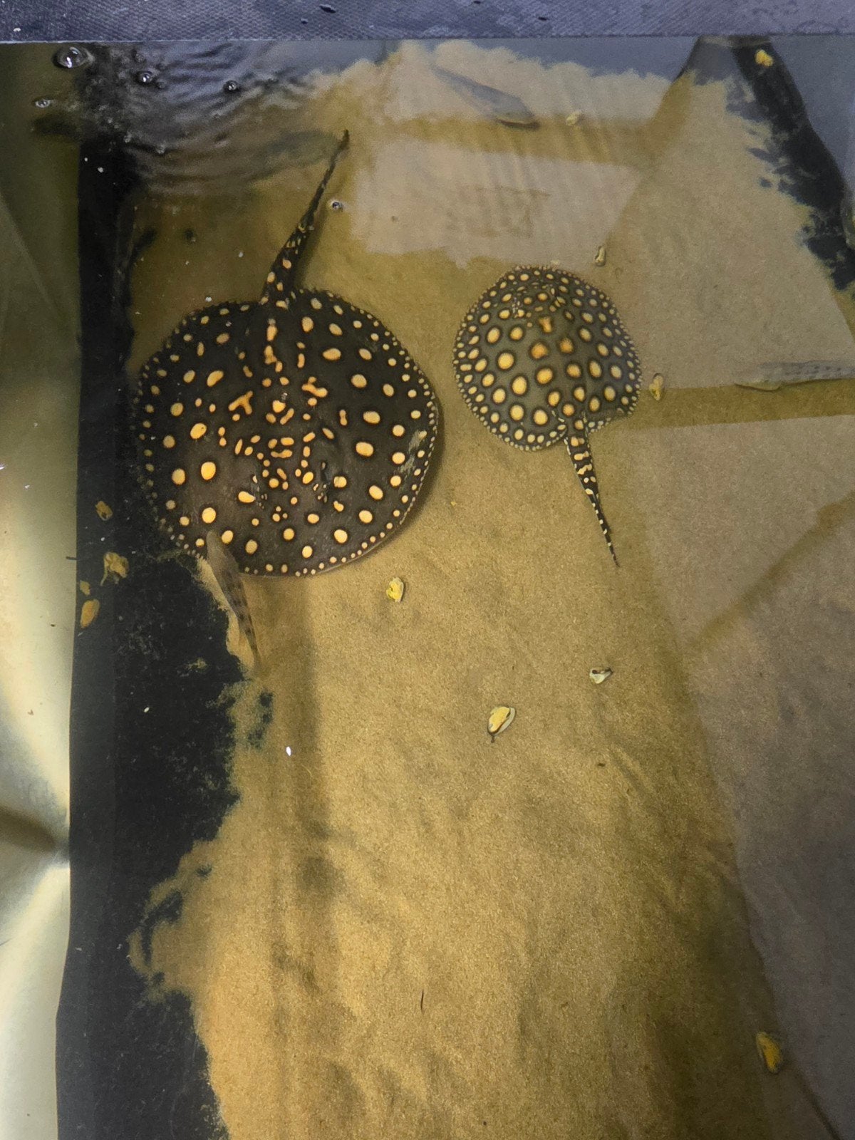 koppel zoetwater roggen 25&40cm, Dieren en Toebehoren, Vissen | Aquariumvissen