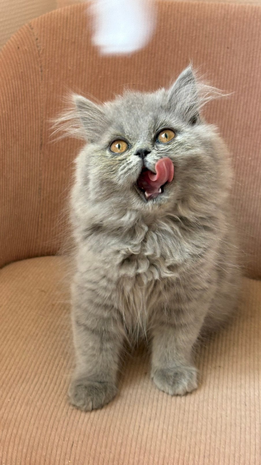 Brits langhaar meisje, Poes, Gechipt, 0 tot 2 jaar