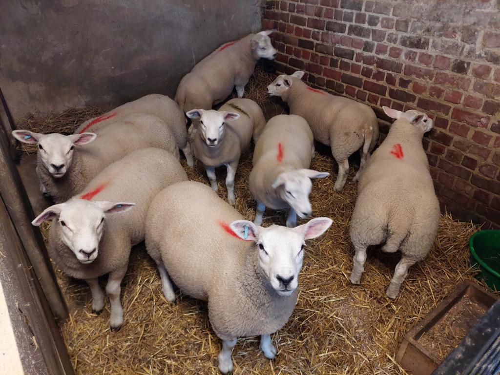 9 jeunes brebis à vendre, Femelle, Mouton, 0 à 2 ans