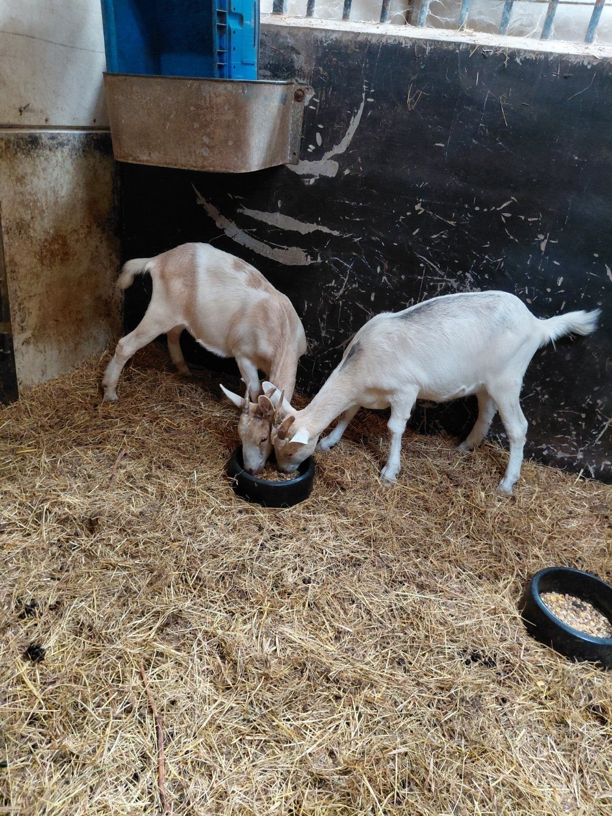 2 grote jonge sanengeiten mieke's, Vrouwelijk, Geit