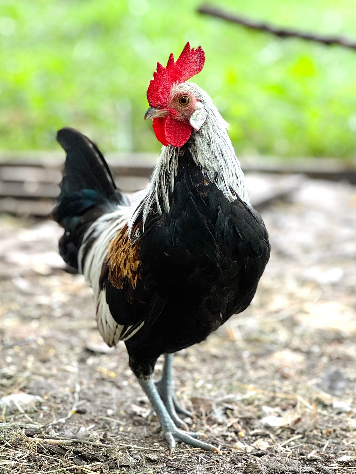 Mooie jonge gezonde krielhaantjes., Dieren en Toebehoren, Mannelijk, Kip