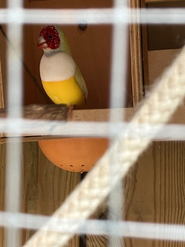 Gouldamadines, Oiseau tropical