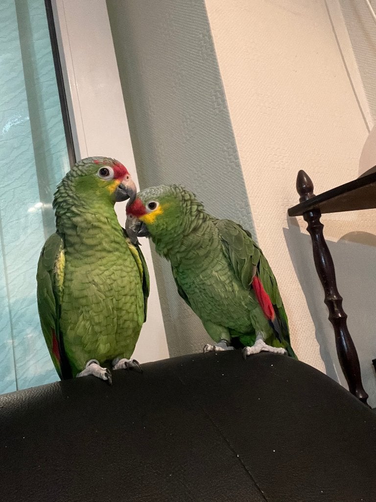 Cherche une famille pour mes amazones à front rouges, Animaux & Accessoires, Oiseaux | Perruches & Perroquets, Plusieurs animaux