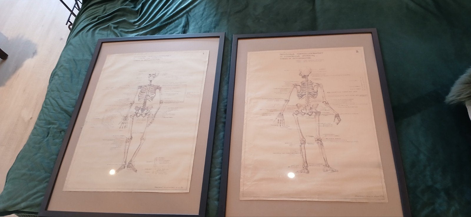 2 anatomische printen uit 1938 Antwerpen, Antiek en Kunst, Ophalen
