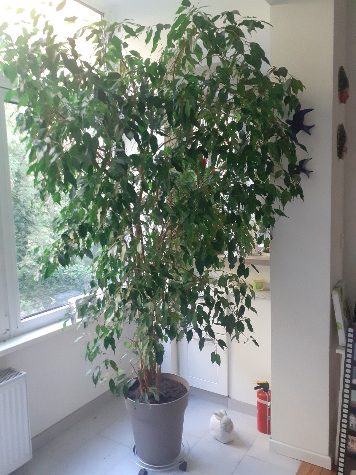 Ficus Benjamina, Ophalen, Ficus, 200 cm of meer