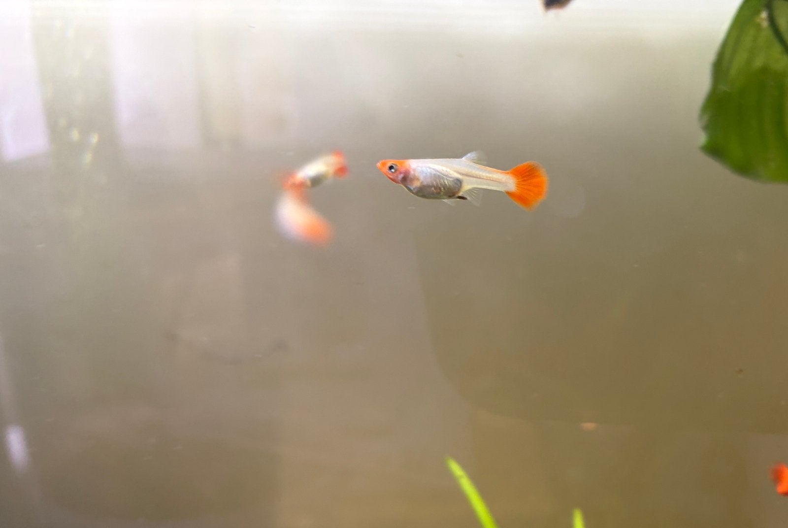 Koi guppy, Vis, Zoetwatervis