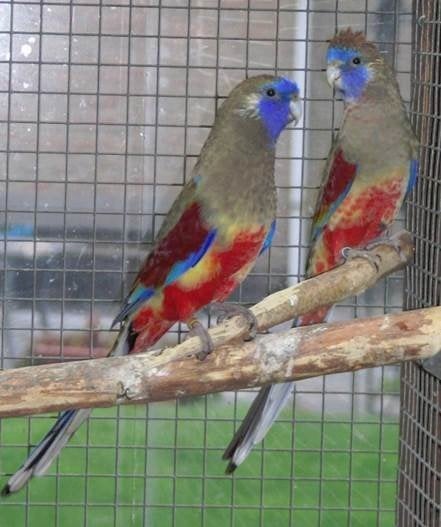 Bonnet bleu ventilé rouge, Animaux & Accessoires, Oiseaux | Perruches & Perroquets, Femelle, Perruche, Bagué
