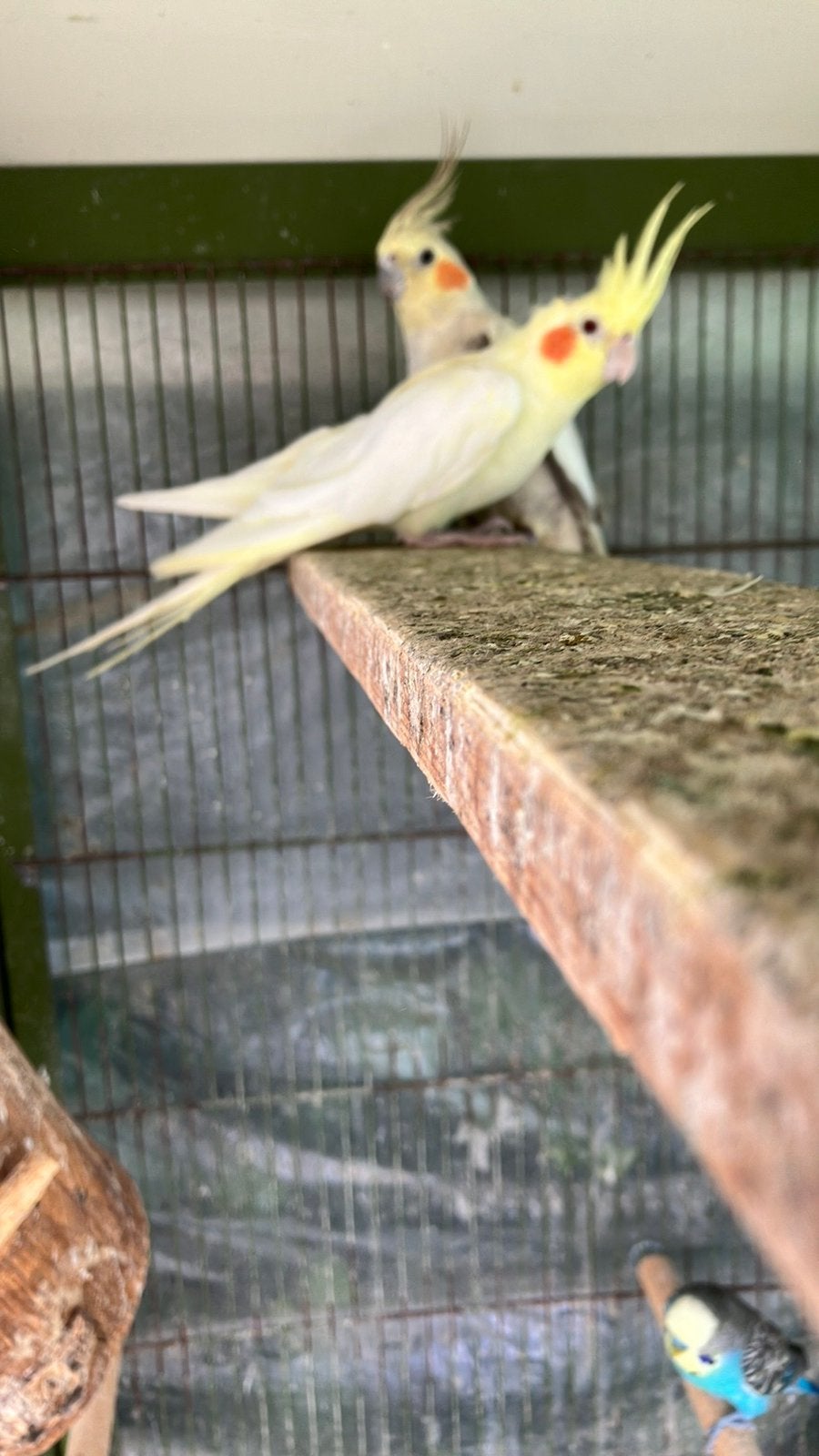 TAMME-HALF TAMME VOGELS: VALKPARKIET-ROZELLA-, Dieren en Toebehoren, Vogels | Parkieten en Papegaaien, Meerdere dieren, Parkiet