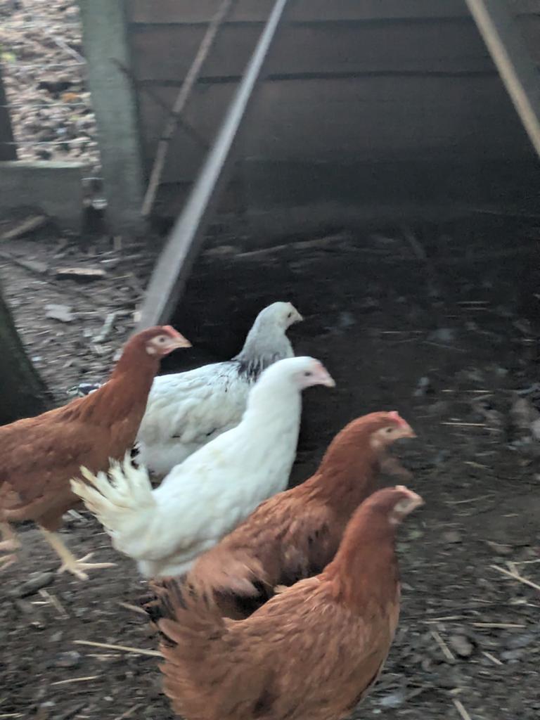 Witte leghorn