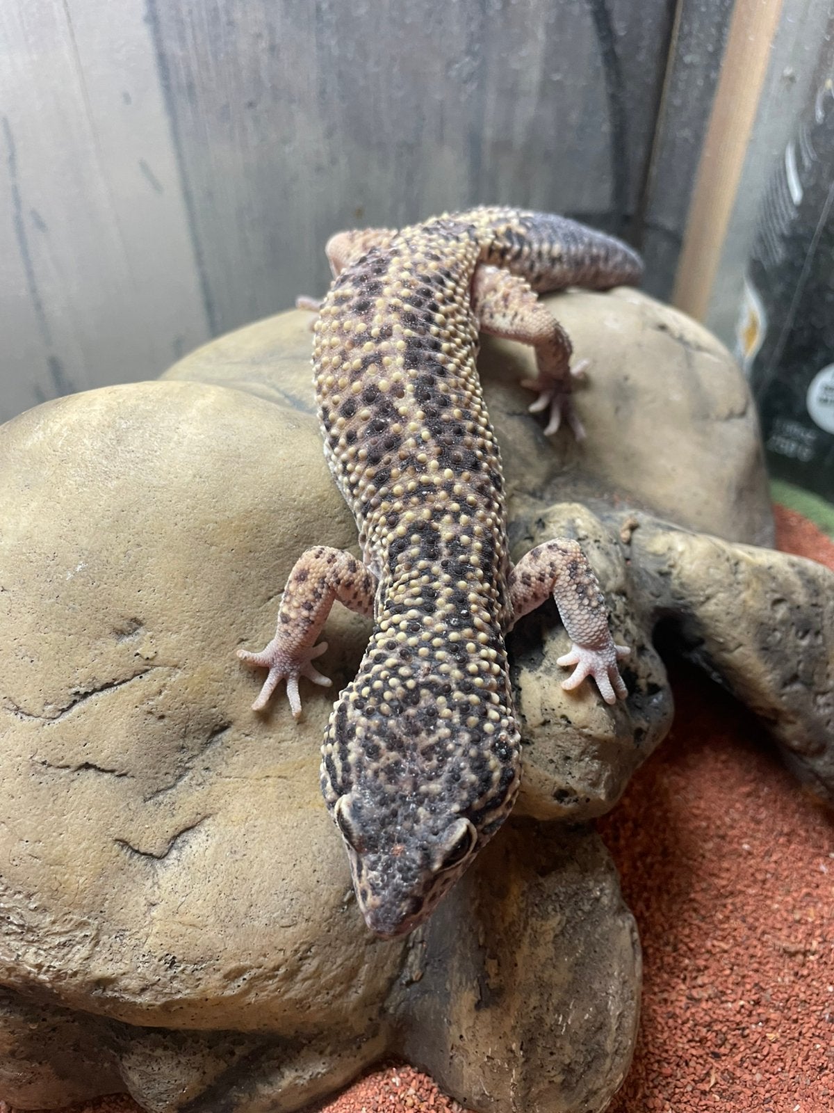 Bewezen kweekkoppel luipaardgekko, Dieren en Toebehoren, Met terrarium