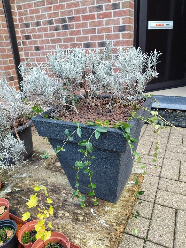 3 plastieken bloembakken met lavendel, zie beschrijving.., Tuin en Terras, Ophalen, Gebruikt, Kunststof, Binnen