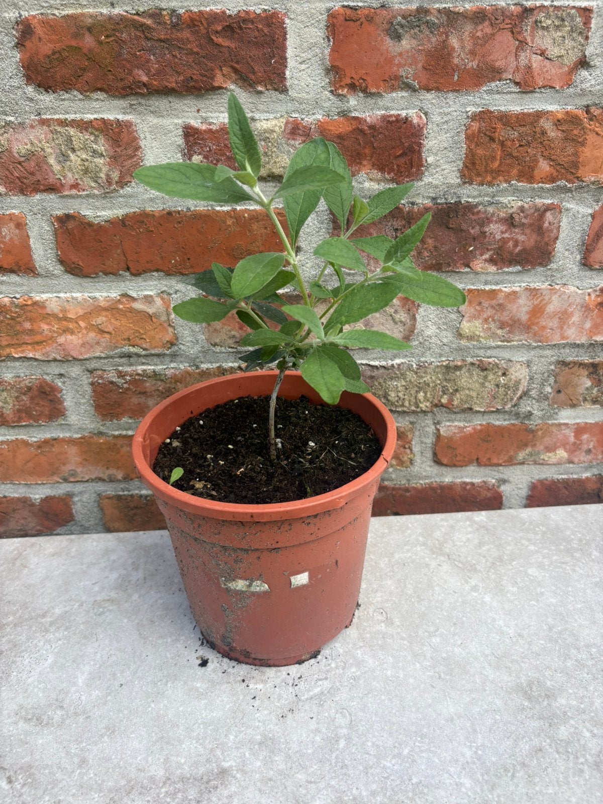 Mooie vlinderstruik, Tuin en Terras, Planten | Tuinplanten, Ophalen