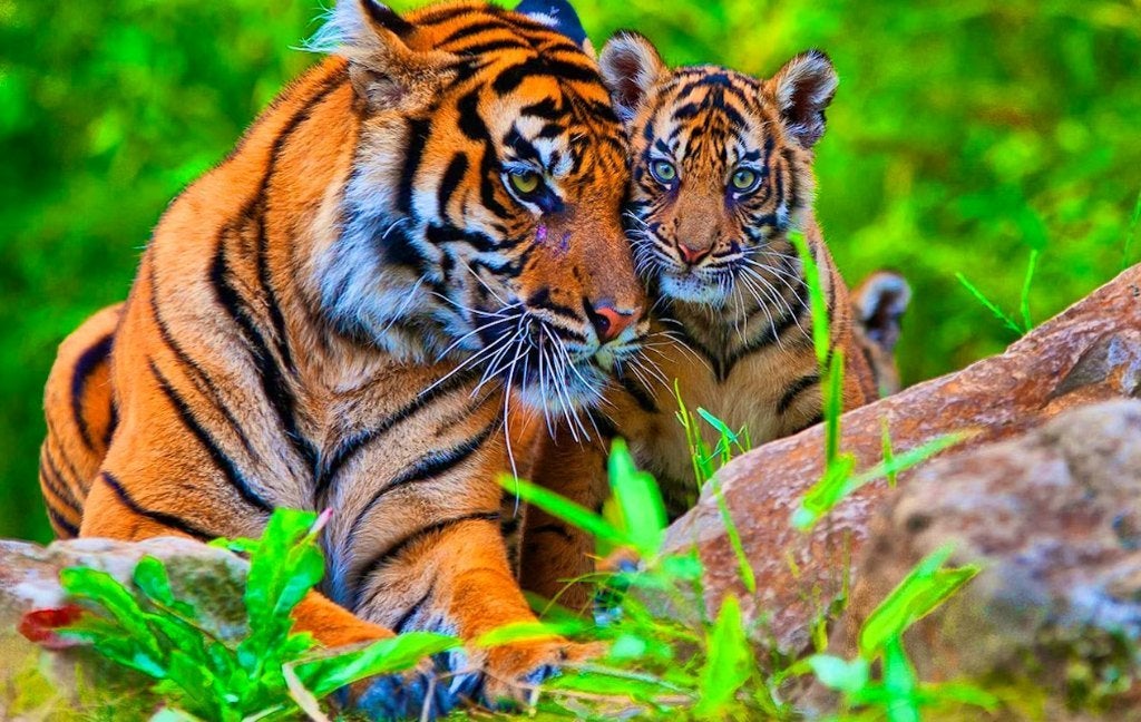 Koninklijke Burger Zoo 2026 - Tickets - 1+1 GRATIS, Tickets en Kaartjes, Recreatie | Dierentuinen