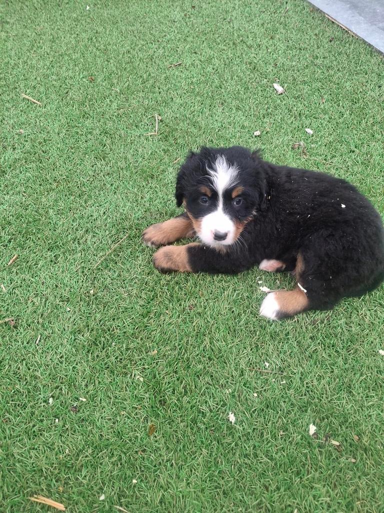 Berner sennen pups, Parvo, België, Fokker | Hobbymatig, Meerdere