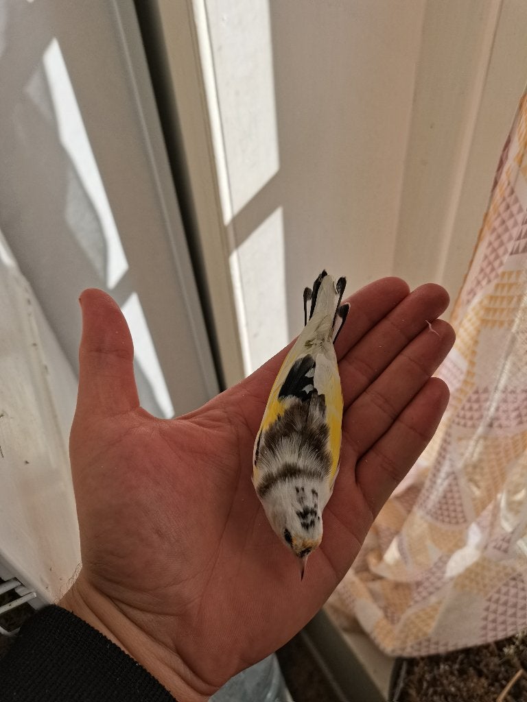 Parva, Animaux & Accessoires, Mâle, Canari de couleur