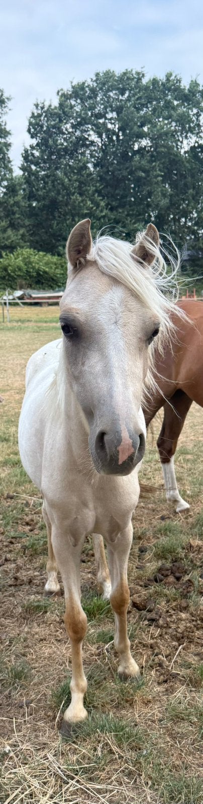 Welsh merrie palomino, Dieren en Toebehoren, Merrie, B pony (1.17m tot 1.27m), Met stamboom, 3 tot 6 jaar