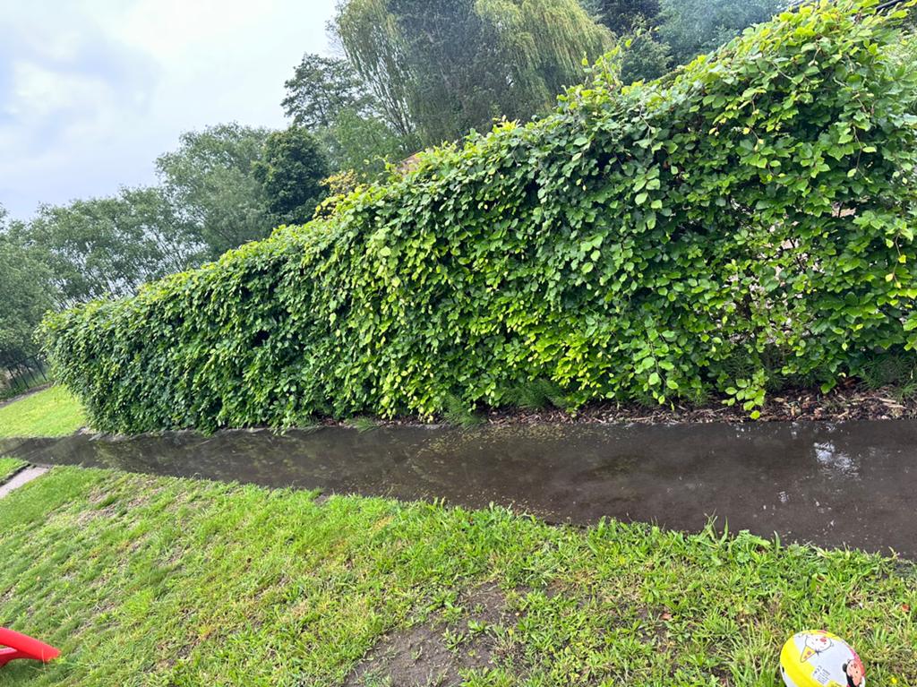 12m beukenhaag, Tuin en Terras, Planten | Struiken en Hagen, Ophalen, Beukenhaag