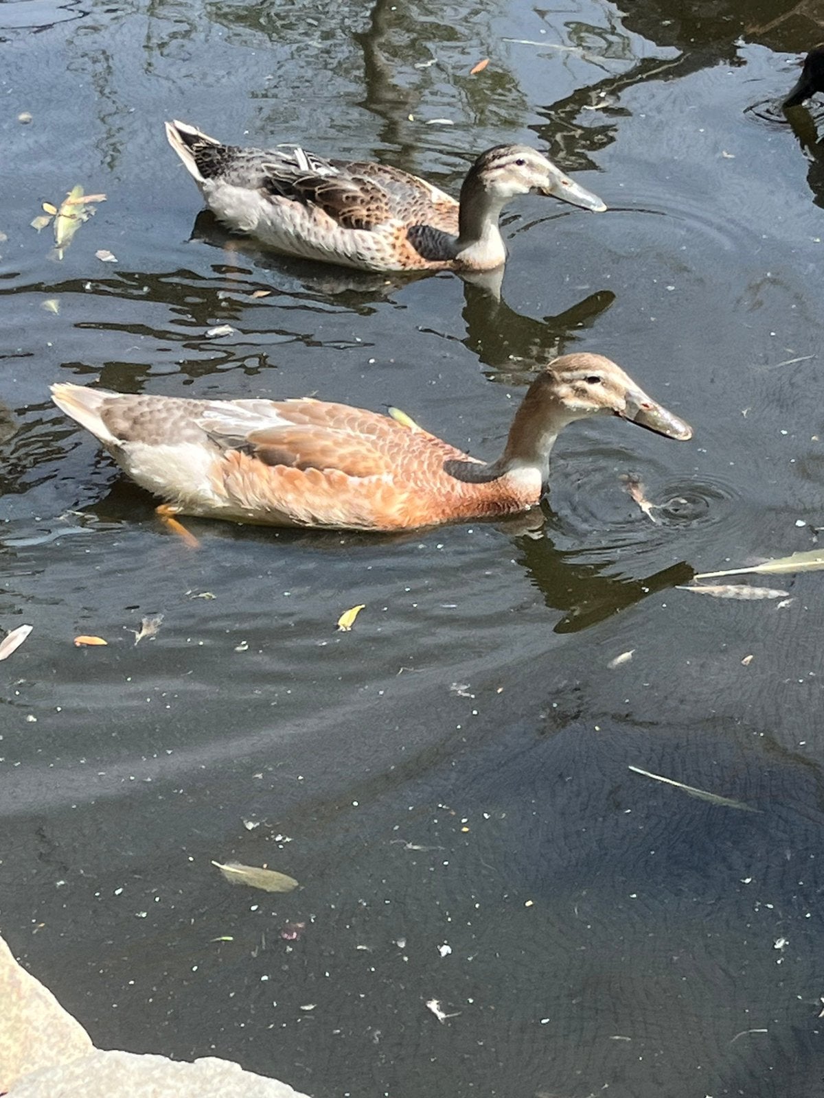 Loopeend woerd, Dieren en Toebehoren, Pluimvee, Mannelijk, Eend