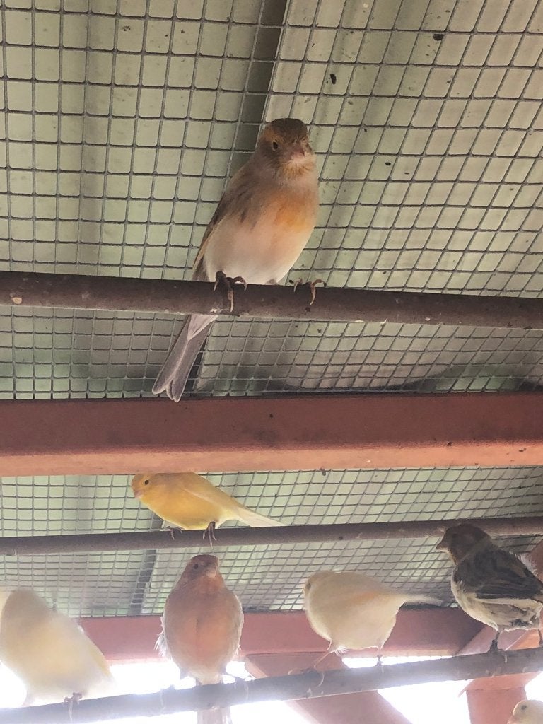 Canaries, Plusieurs animaux, Canari de couleur