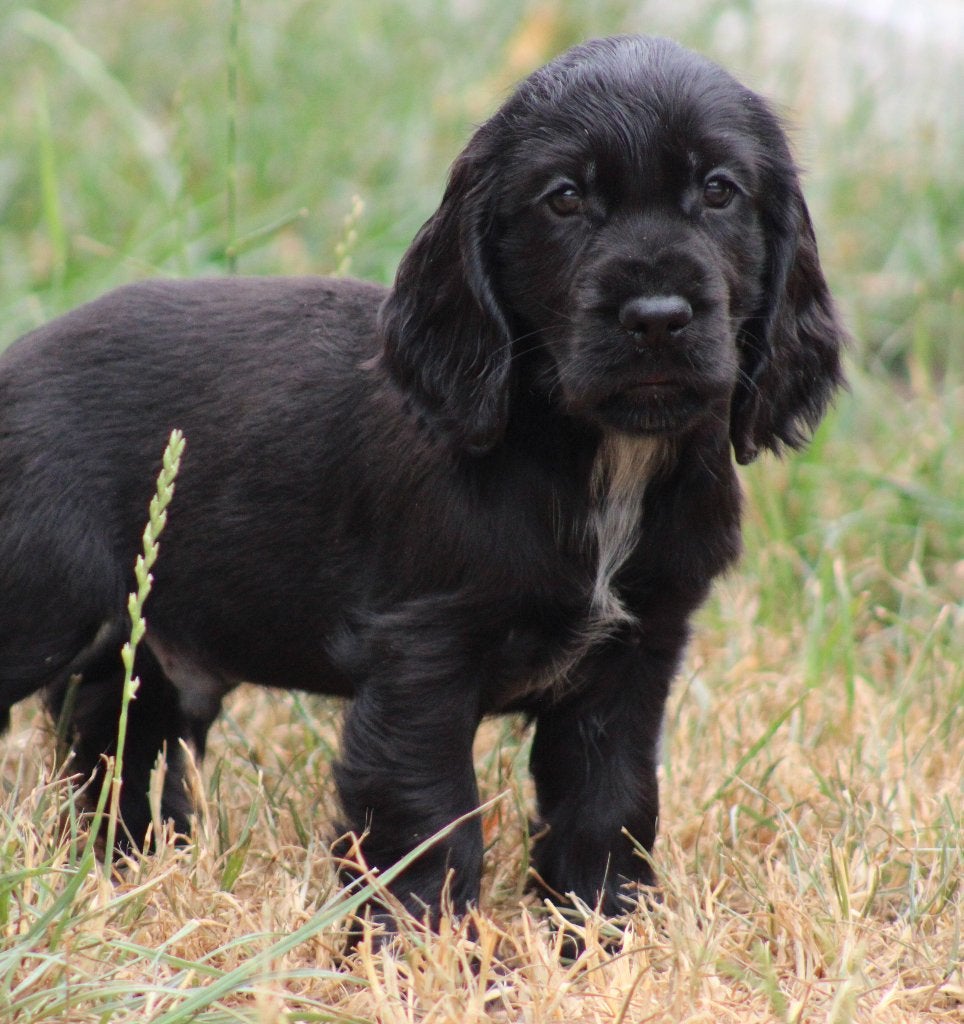 Chiots cockers anglais, Plusieurs, Hépatite contagieuse (maladie de Rubarth), Belgique, Plusieurs animaux